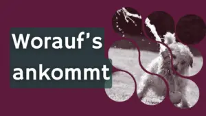 Beitragsbild zum Thema gute Tierpension mit der Aufschrift „Worauf’s ankommt“.