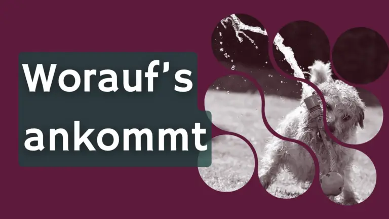 Beitragsbild zum Thema gute Tierpension mit der Aufschrift „Worauf’s ankommt“.