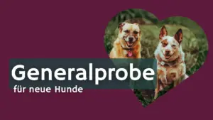 Beitragsbild mit zwei Hunden in Herzform und der Aufschrift „Generalprobe für neue Hunde“