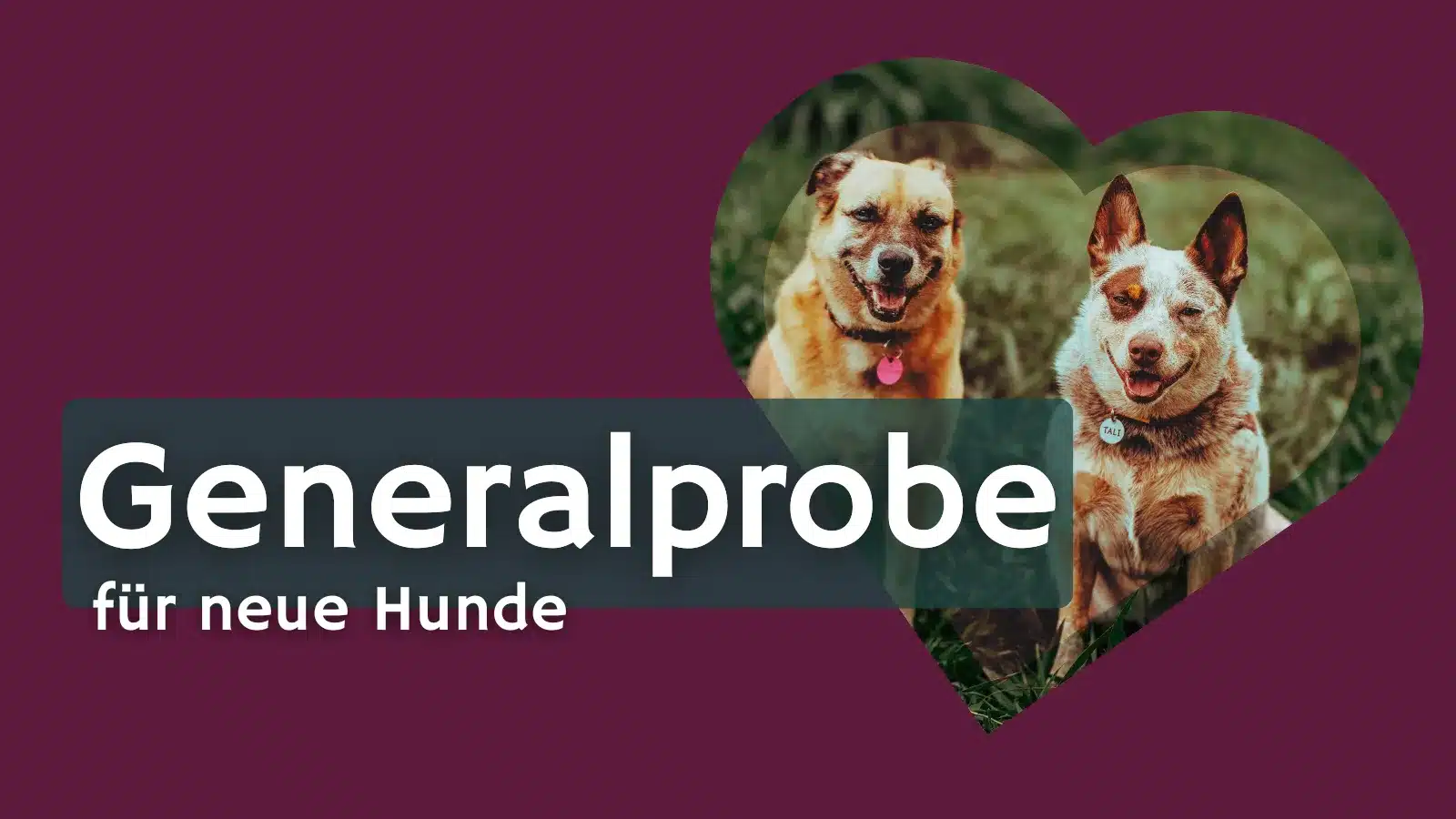 Eingewöhnung in der Hundepension: Warum Probewohnen bei mir Pflicht ist