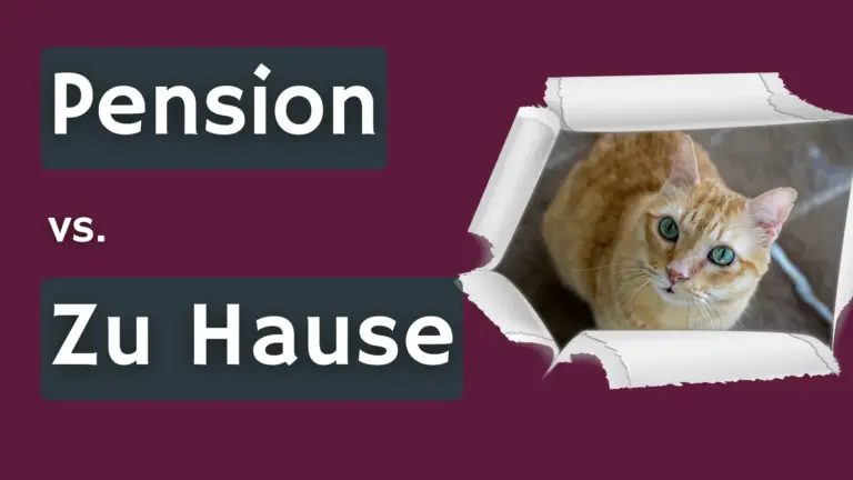 Beitragsbild mit Katze und der Aufschrift „Pension vs. Zuhause“ zum Vergleich von Betreuungsmöglichkeiten.