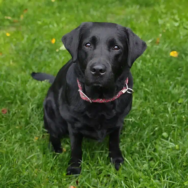 Kundenerfahrung mit Hundebetreuung in Hünfelden, zufriedene Hundebesitzerin.