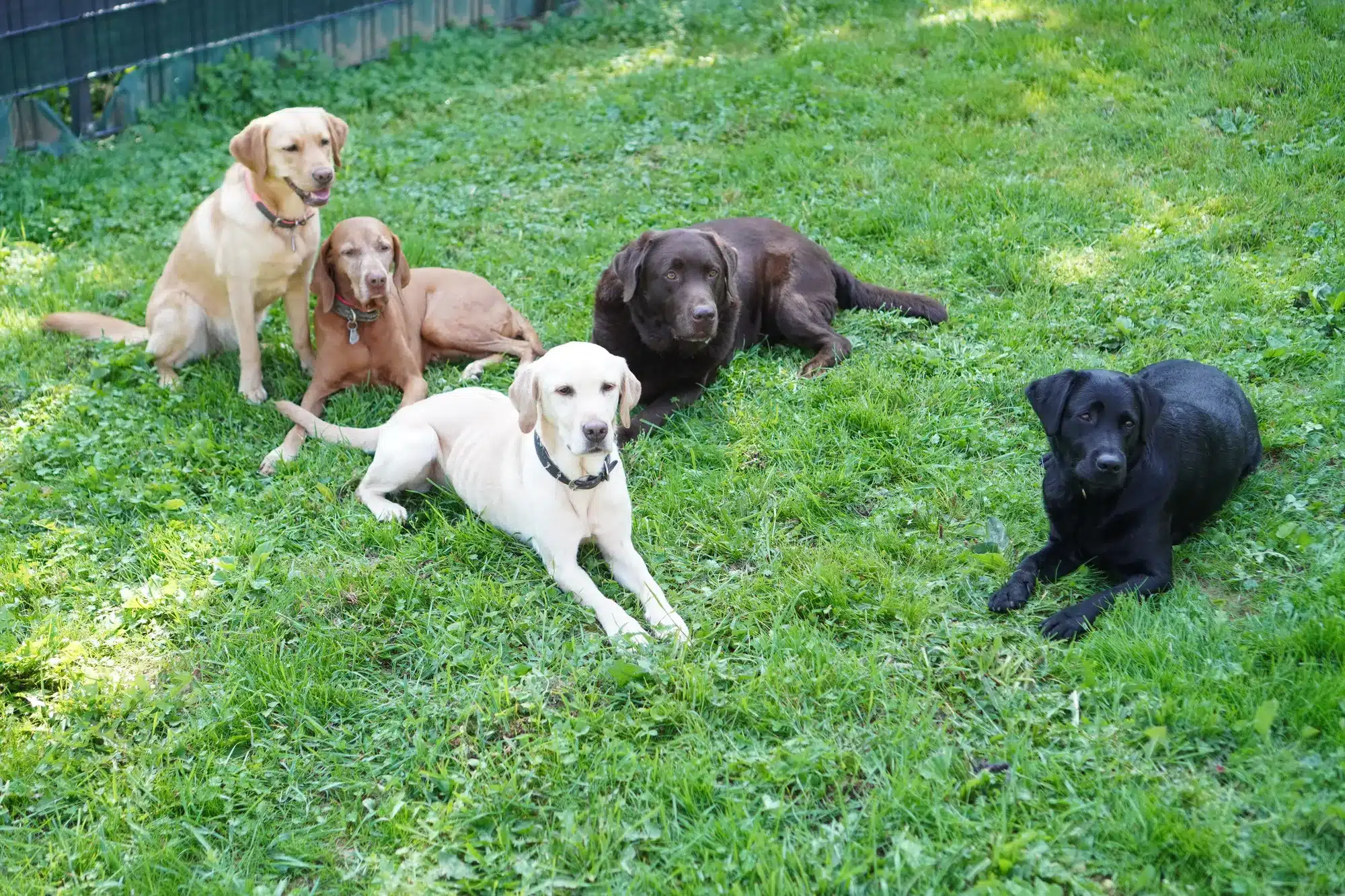 Gruppenfotos von 5 Hunden, wie Labradore, und Magla Vizla.
