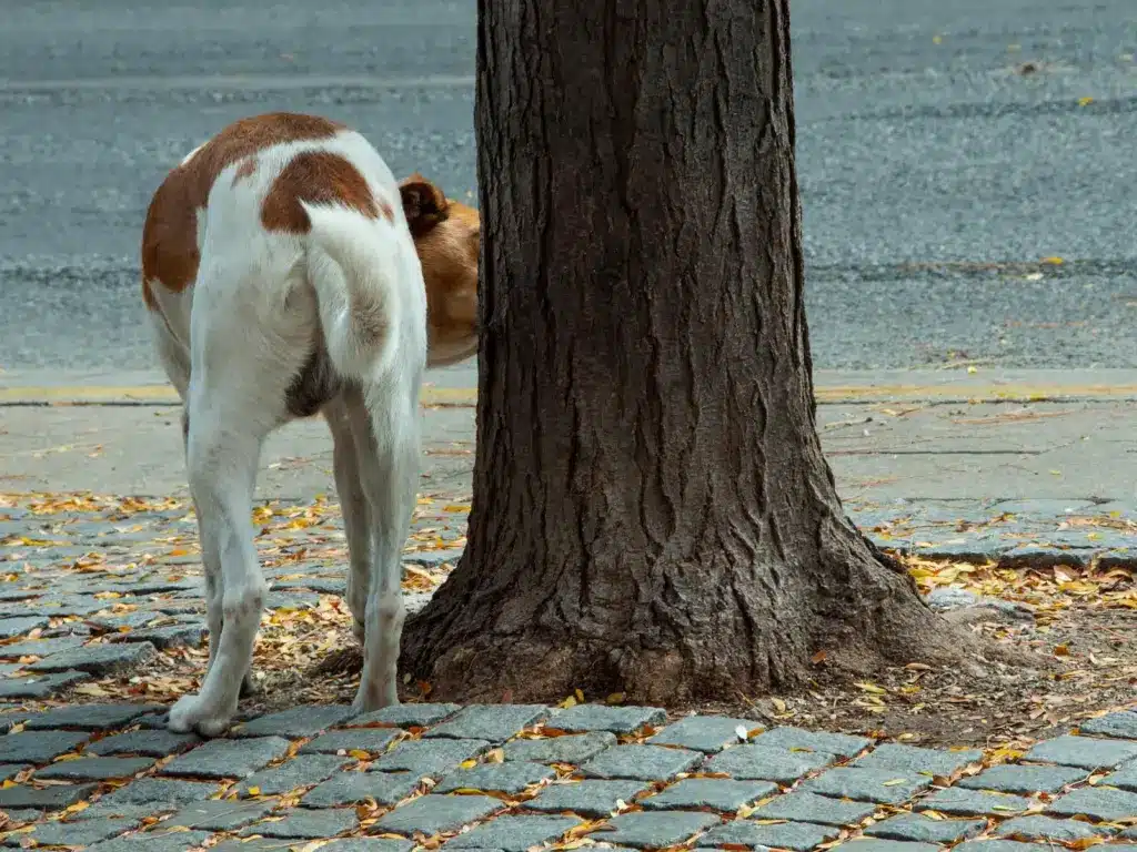 Unkastrierter Rüde schnüffelt an einem Baum