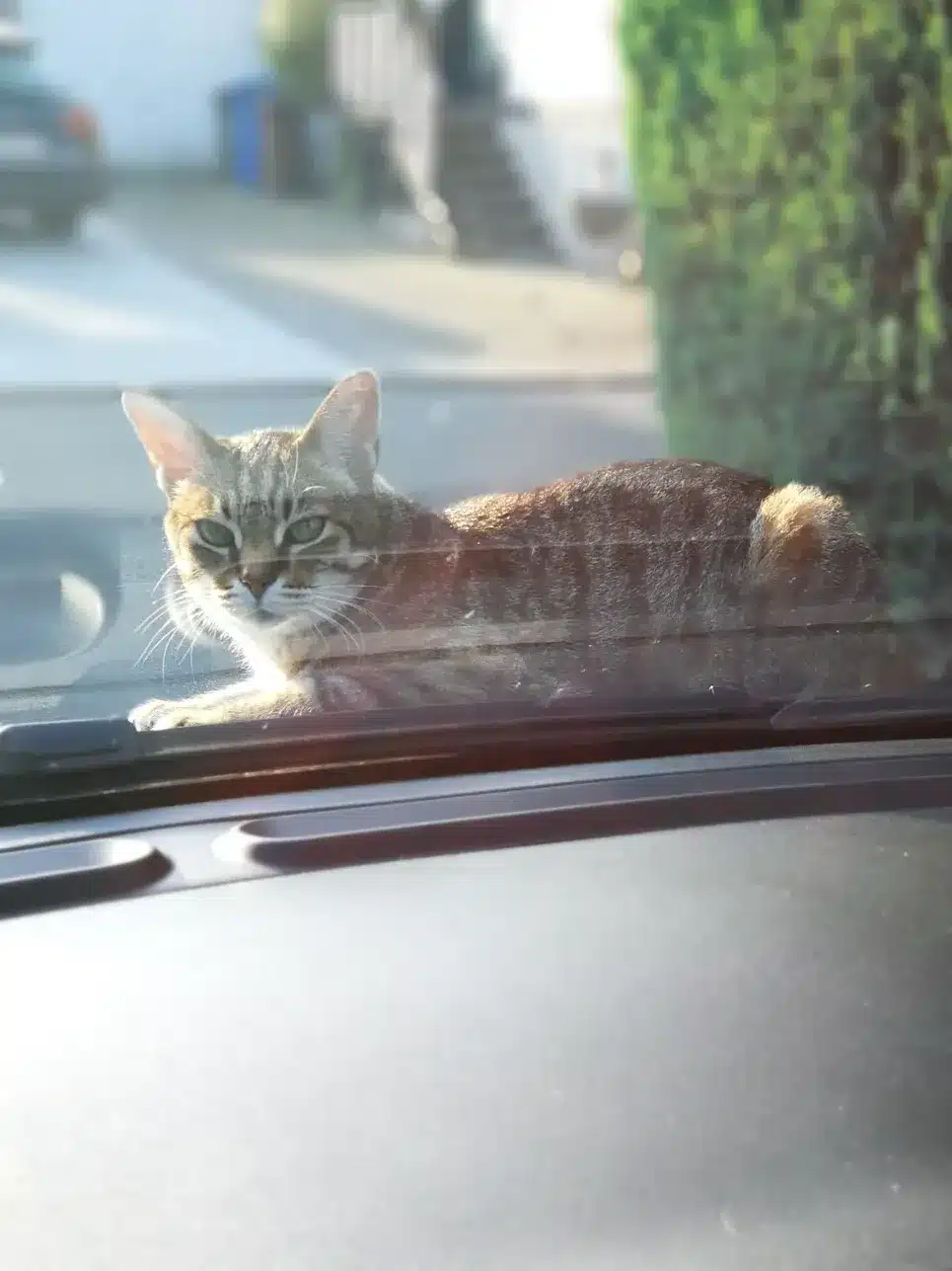Katze liegt entspannt auf der Motorhaube von Bianca Wolffs Auto.