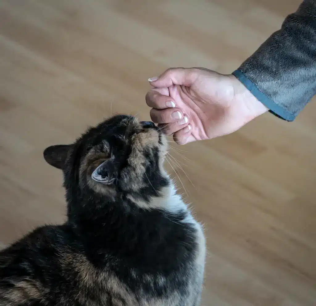 Eine Katze schnuppert an der ausgestreckten Hand von Bianca Wolff und baut ruhig Vertrauen zur mobilen Katzenbetreuung auf.