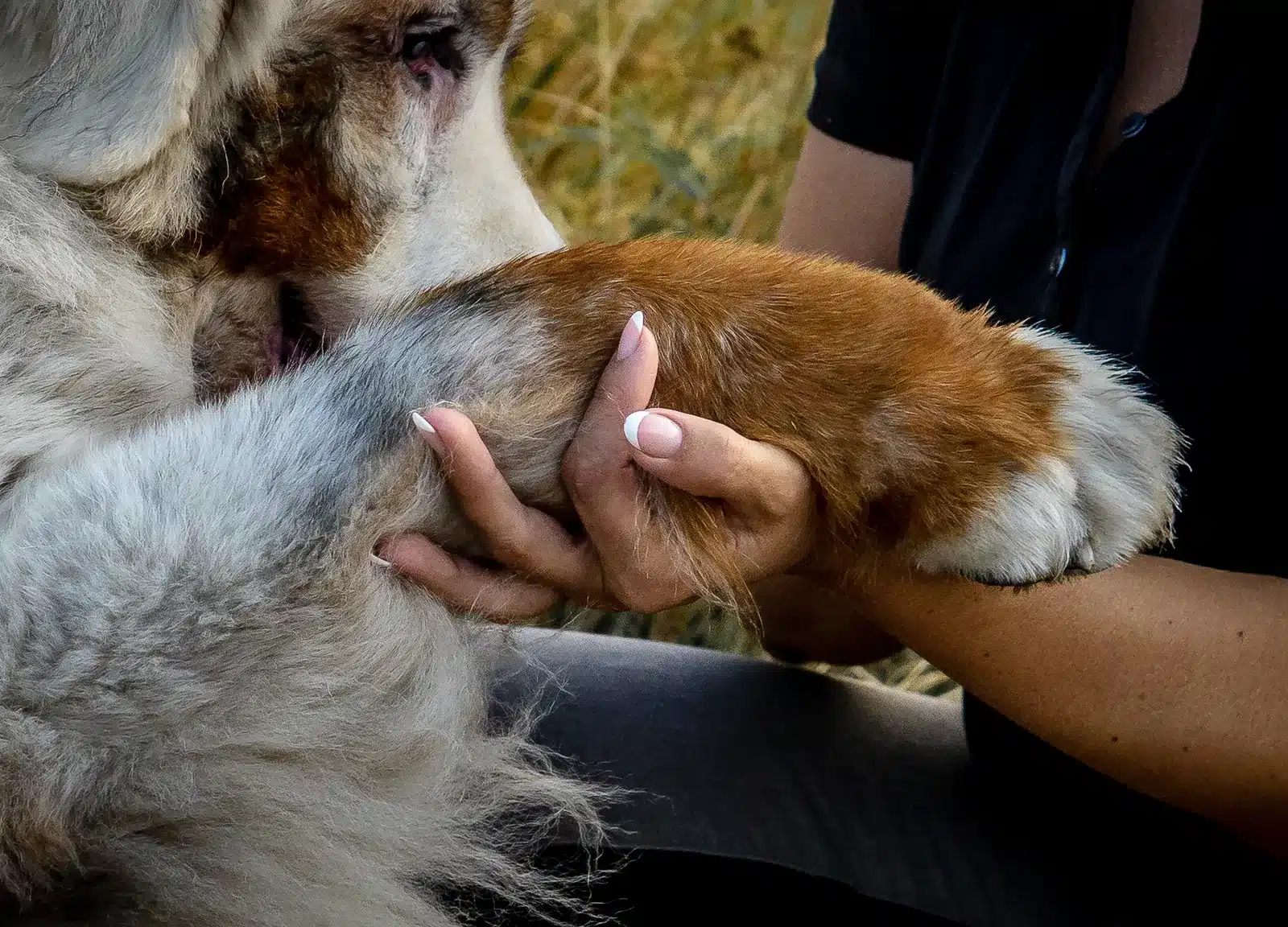 Große Hundepfote eines weißen Hundes liegt vertraut in der Hand von Bianca Wolff in Hünfelden.