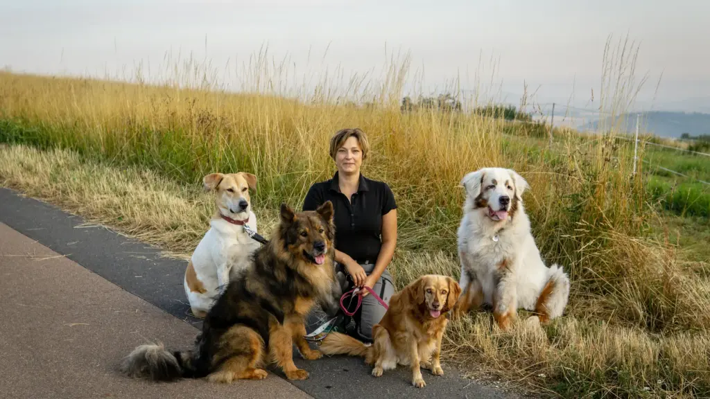 Bianca Wolff (Inhaberin) der Hundepension in Hünfelden sitzt mit vier ruhigen Hunden im goldenen Feld vor blauem Himmel im Taunus.