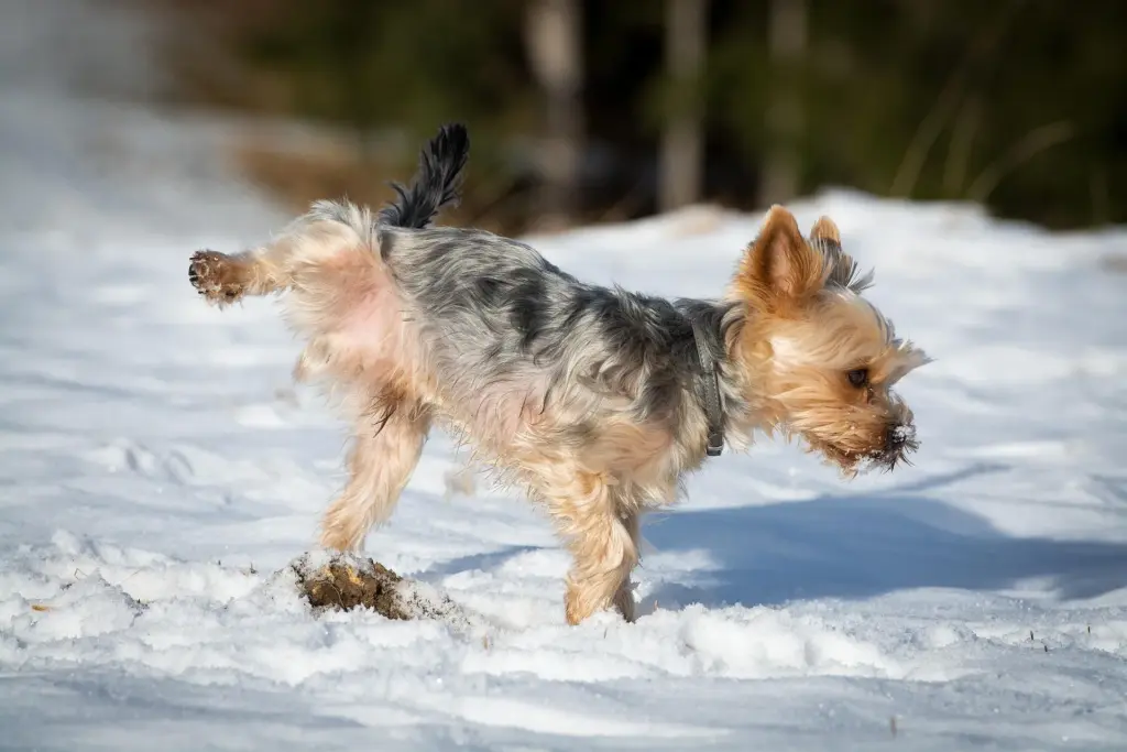 Rüde hebt das Bein und markiert im frischen Schnee auf einer Wiese.