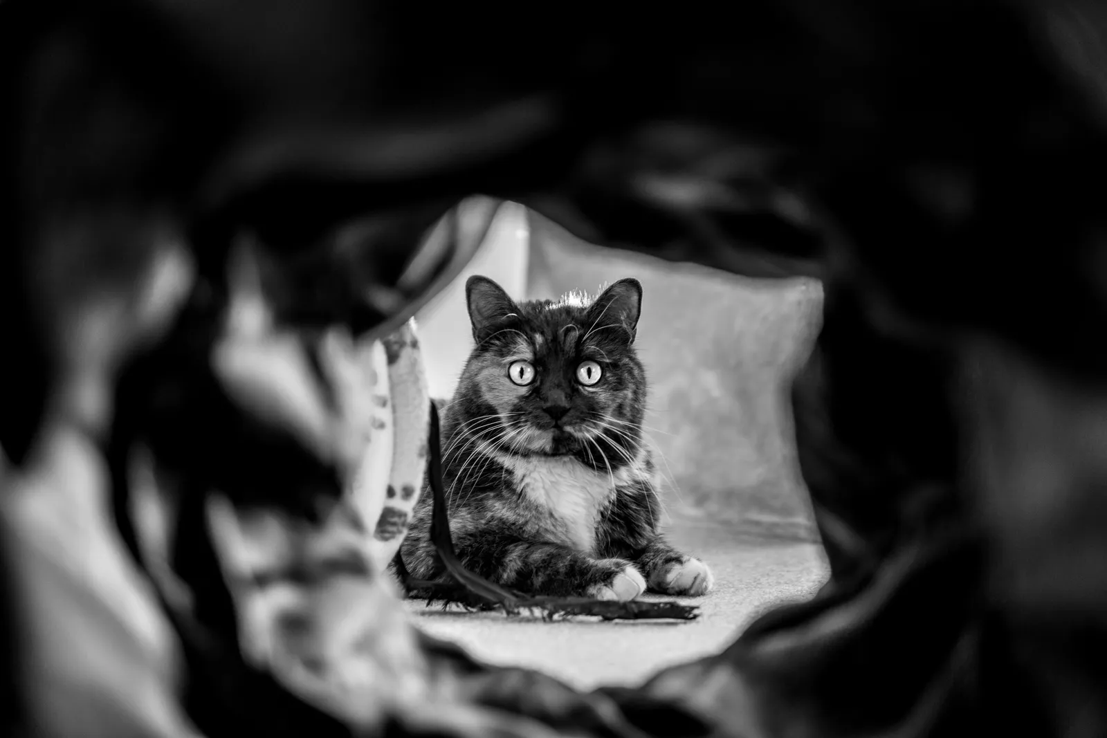 Aufmerksame Katze blickt in die Kamera